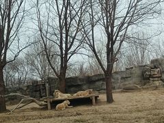 -北京野生动物园