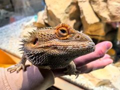 -帕帕拉兹宠物(亚洲旗舰店)