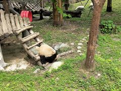 -都江堰中华大熊猫苑