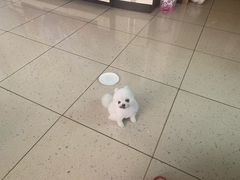 -宠福鑫康馨动物医院·骨科·眼科