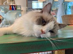 -喵喵咪呀布偶猫咖(春熙路店)