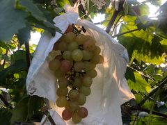 -马陆小张葡萄园农家乐