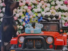 -百好乐宠物友好餐厅(朝外大街店)