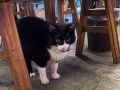 -金海椒罐罐鲢鱼(东方桂苑店)