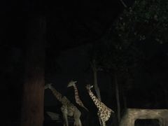 -清迈夜间动物园