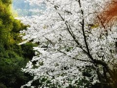 -中国茶叶博物馆(双峰馆区)