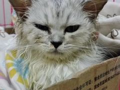 -纳吉亚猫专科动物诊疗中心(蒋宅口分院)