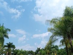 -金花茶公园