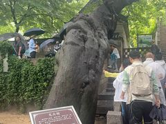-青岛崂山太清宫