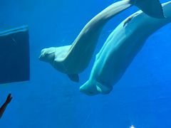 -芜湖新华联大白鲸海洋公园