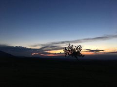 -马白开来特色羊排揪片子  (总店)