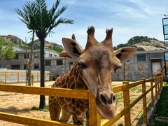 -西霞口神雕山野生动物世界