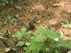 -五营红松林海景区