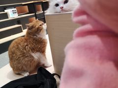 -瞄一喵猫咖(格力海岸店)