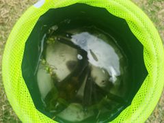 -春花秋色城市公园