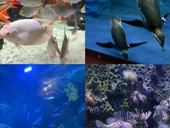 -太平洋海底世界