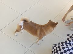 -怪兽屋·羊驼·猫咖·狗咖(俊华广场店)