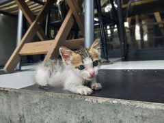 门面-251#coffee roasters(沿河东路店)