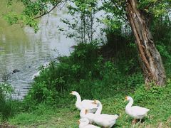 -黄陂区野村谷景区