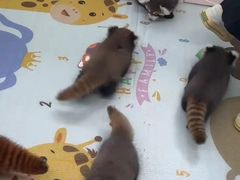 -常州淹城野生动物世界