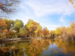 -金塔沙漠胡杨林景区