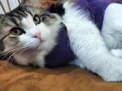 -柴迷FANS CLUB·柴犬狗咖·猫咖