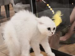-袖虎·猫馆(体育西路店)