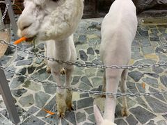 -上海大自然野生昆虫馆(东方明珠·爬宠昆虫探索中心)