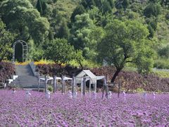 -紫海香堤香草艺术庄园