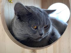 -Catmate·猫肥家润(金润铂宫店)