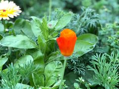 -新繁老號豌豆汤饭店·江湖菜(宝光寺店)