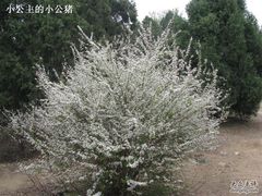 -北京鹫峰国家森林公园