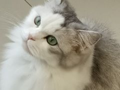 -怪兽屋·羊驼·猫咖·狗咖(俊华广场店)