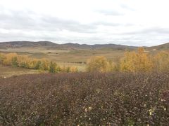 -乌兰布统景区-白桦林