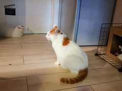 -平行世界·猫咖(首经贸店)