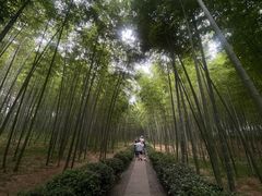 -大奇山国家森林公园