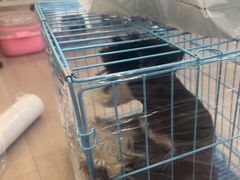 -萌宠之家·腊肠犬·马尔泰·小体犬舍