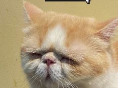 -滚猫咖啡·猫咖·猫友好撸猫(未来城店)