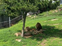 -西霞口神雕山野生动物世界