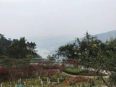 -铁山坪森林公园
