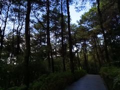 -铁山坪森林公园