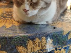 -平行世界·猫咖(首经贸店)