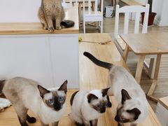 -李小姐の猫咖啡馆(五角场店)