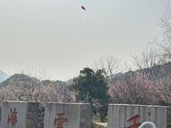 -香雪海