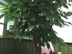 -仙踪林(江燕路万科里店)