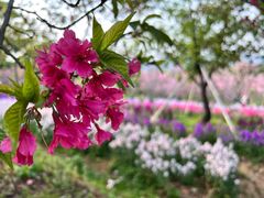 -天适樱花悠乐园