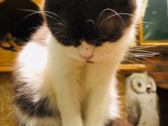 -more than meow吴止猫主题餐厅(承德 中船汇店)