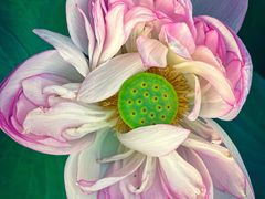 -陈家山荷花公园