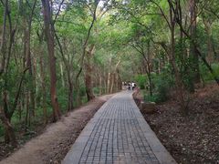 -紫金山山顶公园