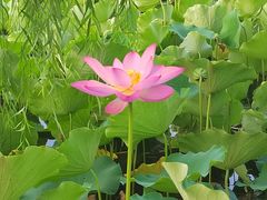 -莲花池公园